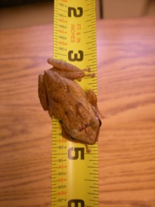 Coqui frog sitting on a measuring tape