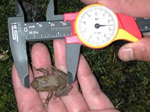 Coqui in a hand being measured for its length with calipers