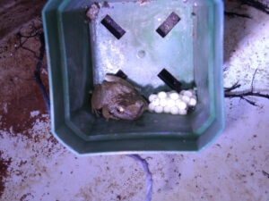 Coqui with a clutch of eggs.