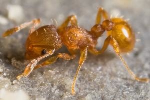 Close up of Little Fire Ant