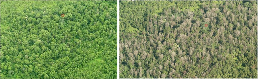 Ohia Forest before & after ROD