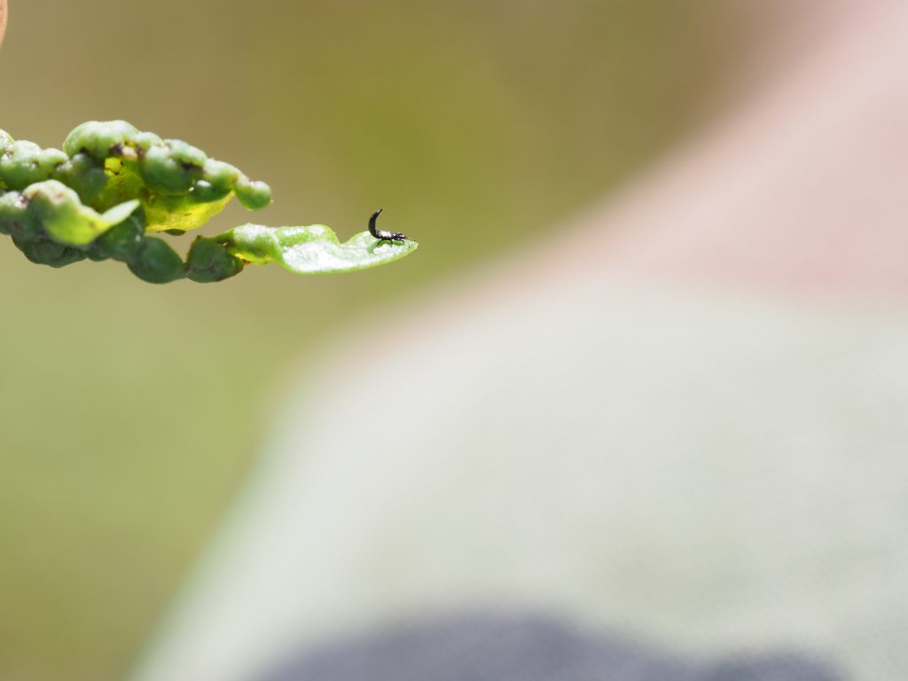 Naio Thrips on a leaf
