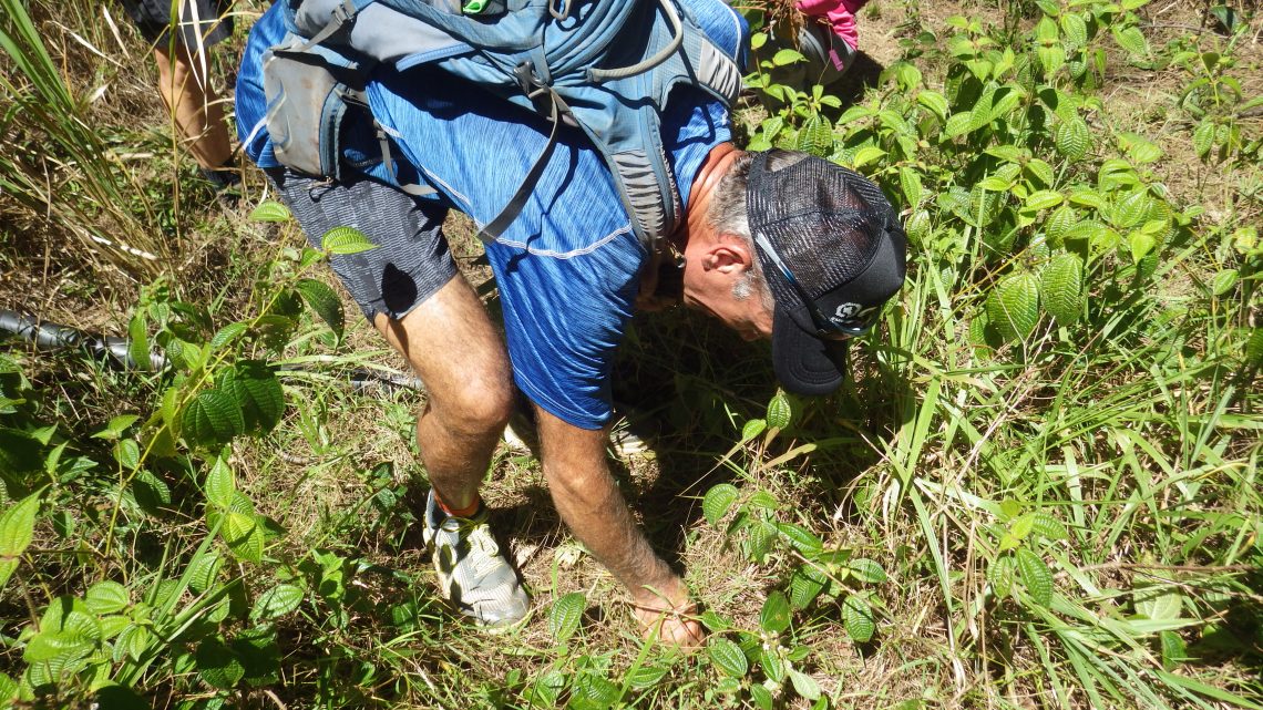 volunteer pulling devil weed