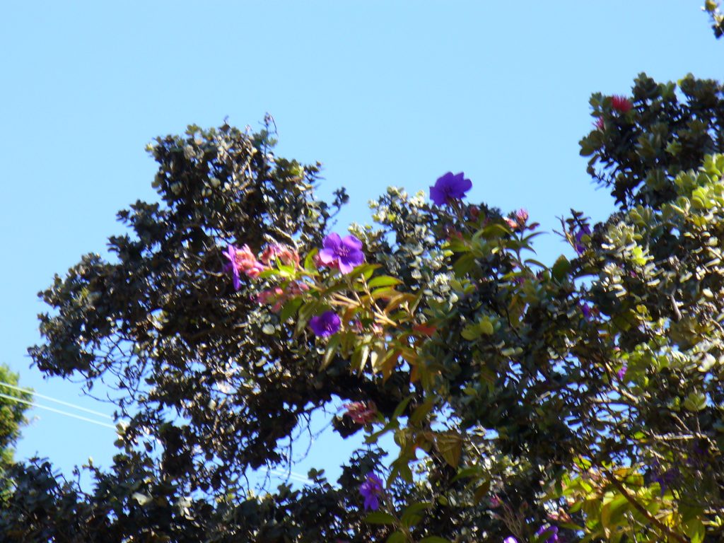 glory bush climbing an ‘ōhi‘a tree